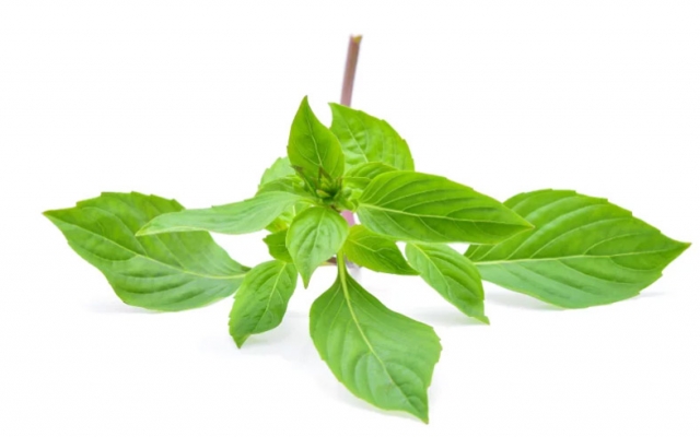 富含植化素、礦物質及維生素 九層塔食用禁忌和怎麼吃最有益一次看圖