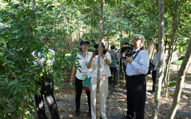 一克沉香要價上萬！　大葉大學成功復育「植物界鑽石」圖