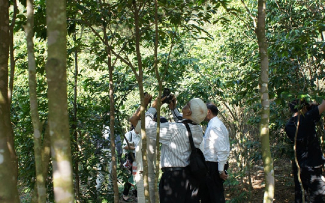 一克沉香要價上萬！　大葉大學成功復育「植物界鑽石」圖