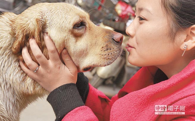 導盲犬比貓熊少 視障者要等10年圖