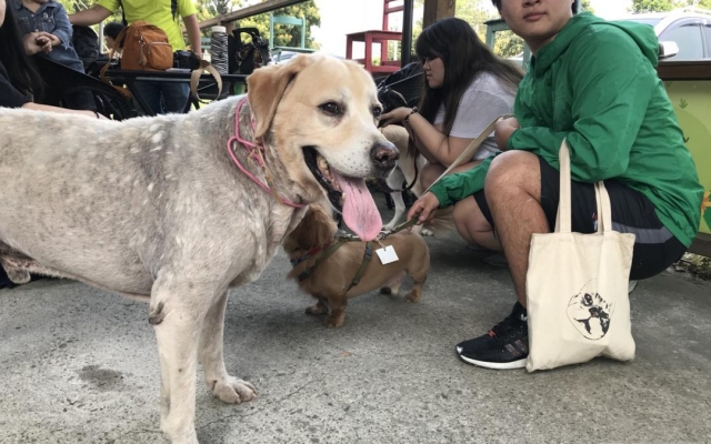 毛小孩開趴　歡樂彰化埔心鄉圖
