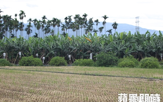 巴拉刈之爭2 國際趨勢！中國禁用還回收庫存　卻生產出口台灣圖