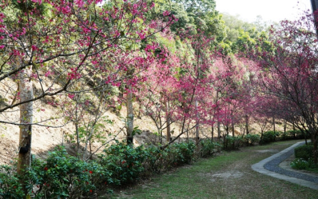 春暖花開偽出國　中部賞櫻秘境大葉大學櫻花綻放圖