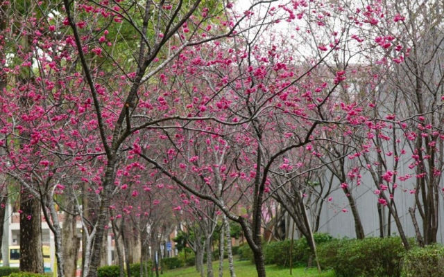 春暖花開偽出國　中部賞櫻秘境大葉大學櫻花綻放圖