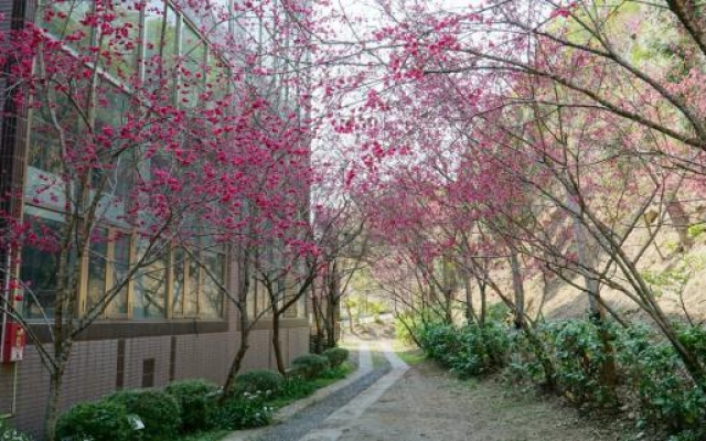 春暖花開偽出國　中部賞櫻秘境大葉大學櫻花綻放圖