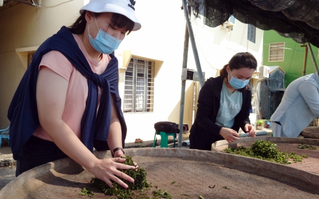 大葉境外生實地採茶，體驗台灣品茶文化圖