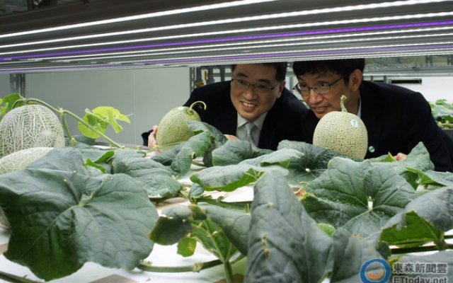 大葉大學植物工廠種哈密瓜成功！年收五期產量增5-8倍圖