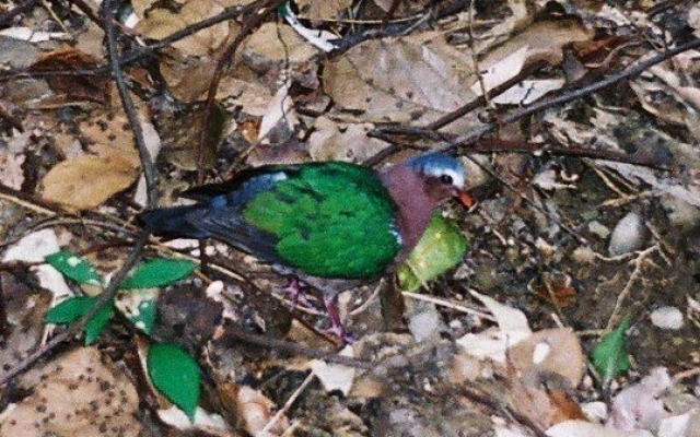 石虎、水鹿、穿山甲、白鼻心、鼬獾 八卦山脈哺乳動物知多少圖