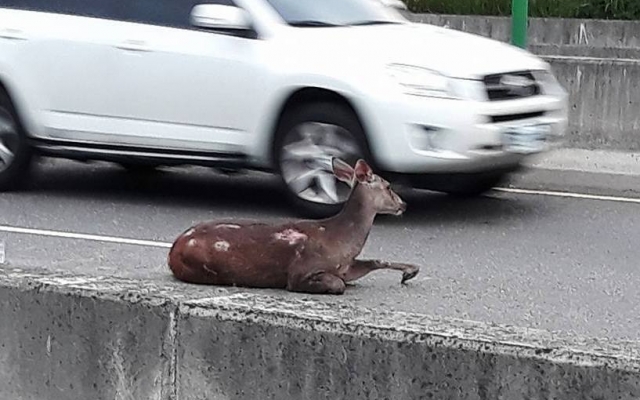 石虎、水鹿、穿山甲、白鼻心、鼬獾 八卦山脈哺乳動物知多少圖