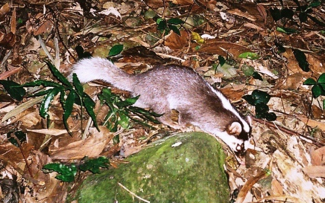 石虎、水鹿、穿山甲、白鼻心、鼬獾 八卦山脈哺乳動物知多少圖