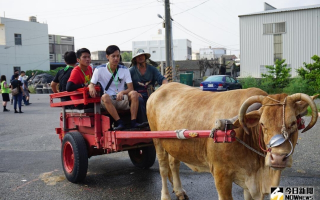 芳苑海牛　登錄為「國寶級」無形文化資產圖