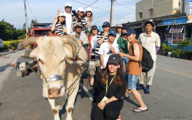 芳苑海牛　登錄為「國寶級」無形文化資產圖